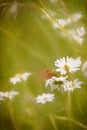 Abstract painterly butterfly on a field of daisies