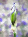 Abstract Painterly White and Purple Iris Bud