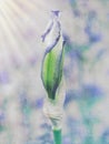 Abstract Painterly White and Purple Iris Bud Bloom Royalty Free Stock Photo