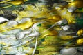 Abstract painting silver white golden green vivid shades, abstract texture