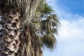 Abstract Palm Bark Texture. Fibrous Palm Tree Trunk Surface Closeup. Palm Tree Bark