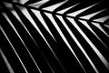 Abstract Palm Leaf Royalty Free Stock Photo