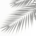 Abstract palm leaf shadow play Royalty Free Stock Photo