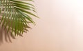 Abstract palm leaf and shadow reflection on colorful background Royalty Free Stock Photo