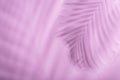Abstract palm leaf and shadow reflection on pink background