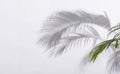 Abstract palm leaf and shadow reflection on white background Royalty Free Stock Photo
