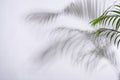 Abstract palm leaf and shadow reflection on white background Royalty Free Stock Photo