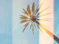 Palm tree against blue sky background with trendy light leak effect Royalty Free Stock Photo