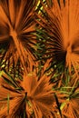 Abstract palmetto leaves in dramatic false colors from Florida. Royalty Free Stock Photo