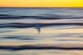Abstract panning of seabird flying over ocean at sunset