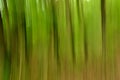 Abstract panning view of forest Royalty Free Stock Photo