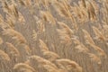 Abstract papura reed background