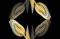 Abstract pattern yellow green tulip blossoms on black background Royalty Free Stock Photo
