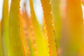 Abstract pattern of agave plant, beautiful nature artistic macro image