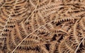 Abstract pattern of autemn dry leaves. Background of old fern bush leaf in forest Royalty Free Stock Photo