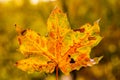 Abstract pattern of autumn leaf. Macro view. Yellow and green color. Texture of the sheet tree. natural pattern. Soft focus! shall Royalty Free Stock Photo