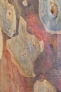 Abstract pattern of bark of an eucalyptus tree Royalty Free Stock Photo