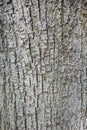 abstract pattern of bark on tilia cordata or little leaved linden Royalty Free Stock Photo