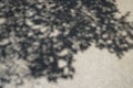 Abstract pattern of big tree dark shadow on light grey hard concrete floor of temple ground Royalty Free Stock Photo