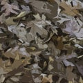 Abstract Pattern of Brown Autumn Leaves on the Ground