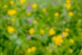 Abstract pattern consisting of blurred yellow and lilac meadow flowers on a background of grass of green color. Unfocused shot