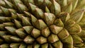 Abstract pattern durian thorn texture background Royalty Free Stock Photo