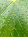 Abstract pattern, graceful lines on fresh green grape leaf with raindrops. Green life concept. Top view. Royalty Free Stock Photo