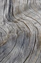 Abstract pattern of grey wood grain on a driftwood log for background Royalty Free Stock Photo