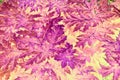 Abstract mauve, pink and purple leaf pattern. Royalty Free Stock Photo