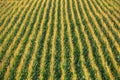 Maize Field, Prekmurje, Slovenia Royalty Free Stock Photo