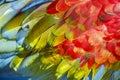 Abstract pattern of Macaw parrot feathers close-up Royalty Free Stock Photo