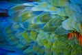 Abstract pattern of Macaw parrot feathers close-up Royalty Free Stock Photo