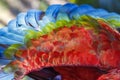 Abstract pattern of Macaw parrot feathers close-up Royalty Free Stock Photo