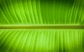 Abstract pattern of natural background of banana leaves