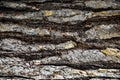 Abstract pattern from nature of tree wood in close up detail of the bark Royalty Free Stock Photo