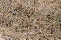 Abstract pattern and tecture of dry vines Royalty Free Stock Photo