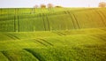 Abstract pattern texture of rolling wavy fields in spring. Spring green fields Royalty Free Stock Photo