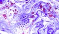 Abstract pattern, Traditional Ebru art. Color ink paint with waves. Floral background.