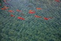 Abstract pattern of water refraction in goldfish in a pond