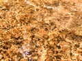 Abstract patterned gold surface water