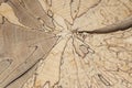 Abstract patterns revealed in the cross-sectional wood slice. Beech tree trunk cross section