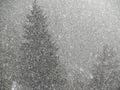 Abstract patterns of snowfall on winter conifer forest Royalty Free Stock Photo