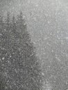Abstract patterns of snowfall on winter conifer forest Royalty Free Stock Photo