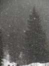 Abstract patterns of snowfall on winter conifer forest Royalty Free Stock Photo