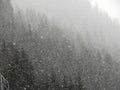 Abstract patterns of snowfall on winter conifer forest Royalty Free Stock Photo