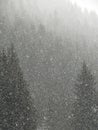 Abstract patterns of snowfall on winter conifer forest Royalty Free Stock Photo