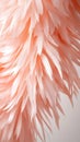 Abstract Peach Feather Plume Soft Texture Royalty Free Stock Photo
