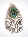 Abstract peacock feather