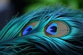 Abstract Peacock Feather Eyes. Elegant and Colorful Artistic Close-up Photography Print Royalty Free Stock Photo