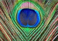 abstract peacock feather pattern created with generative ai technology Royalty Free Stock Photo